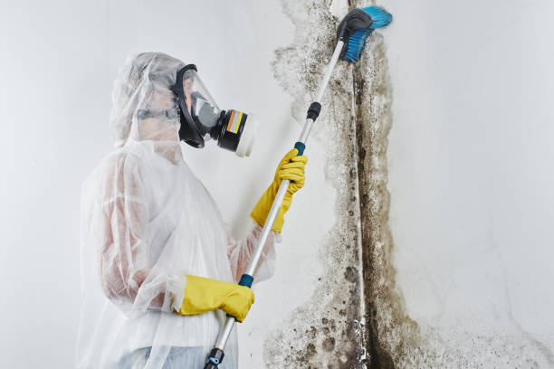 Best Residential Mold Removal  in Piedmont, SD