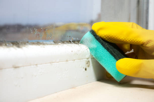 Best Professional Mold Removal  in Piedmont, SD