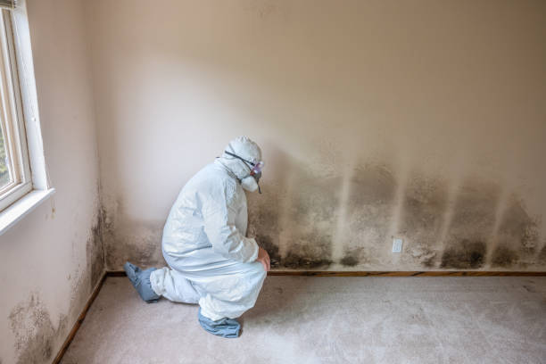 Best Certified Mold Removal  in Piedmont, SD