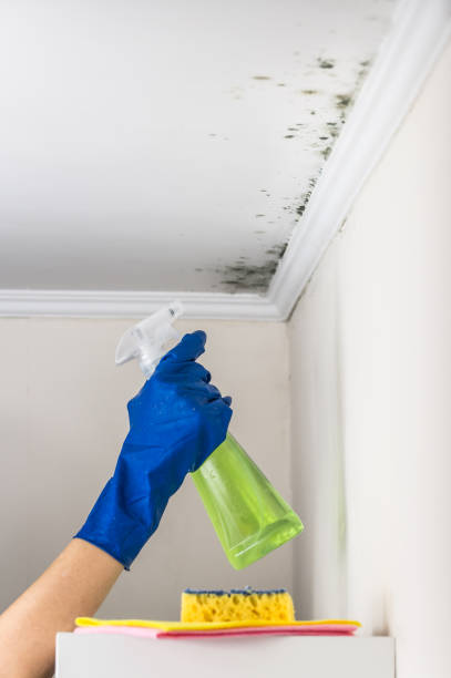 Mold Testing and Removal in Piedmont, SD